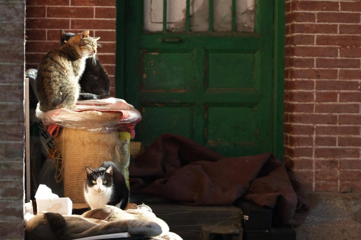 Una colonia felina en Cáceres