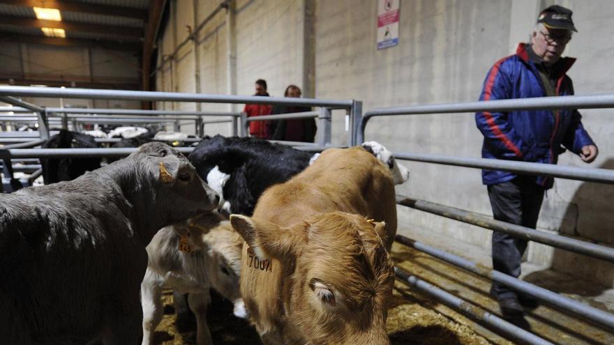 La Central reduce un 12 % el negocio bovino pese al tirón de la recría y los pasteros