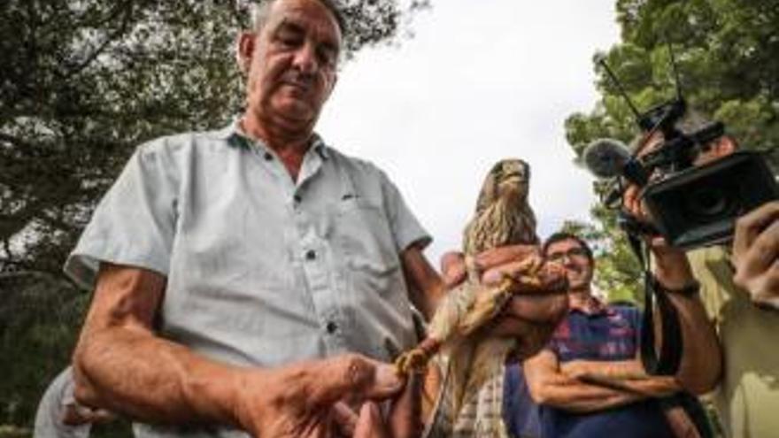 El cap de Fauna de la Conselleria, Juan Antonio Gómez, amb un dels exemplars de xoriguer alliberats aquest dilluns a la Vall de Polop.