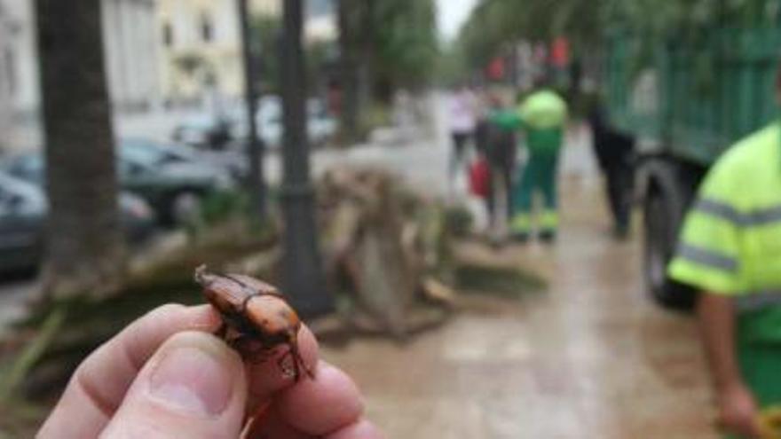 El picudo rojo ha afectado a numerosas palmeras en el Paseo del Parque.