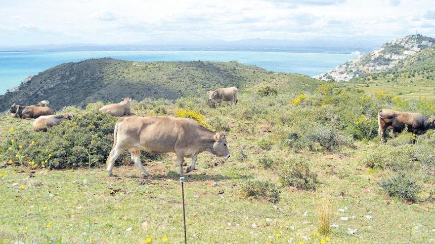 Des de qualsevol punt dels tres parcs, la mar serveix de teló de fons per a canviar constantment el paisatge