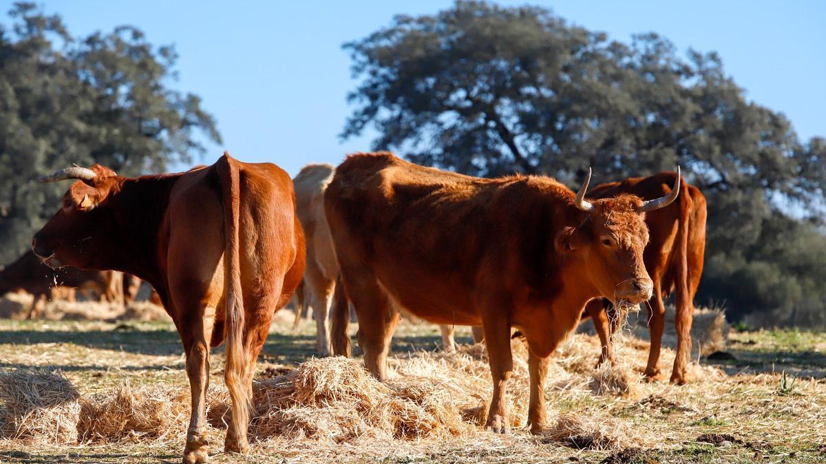 La Junta concede 1,5 millones en ayudas a ganaderos para afrontar la ...