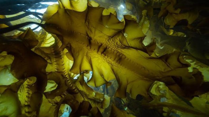 Los bosques de kelp son uno de los ecosistemas submarinos con mayor capacidad de secuestro de carbono en las regiones frías.