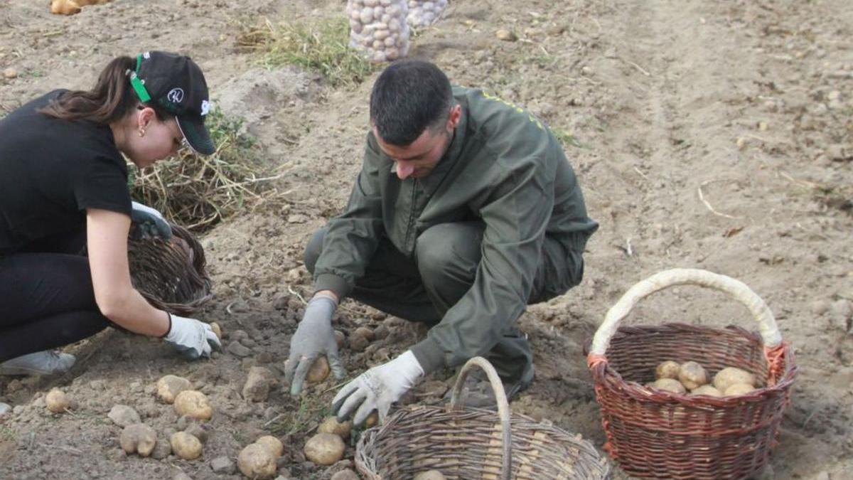 Trabajos de recolección de patatas en A Limia. |   // FDV