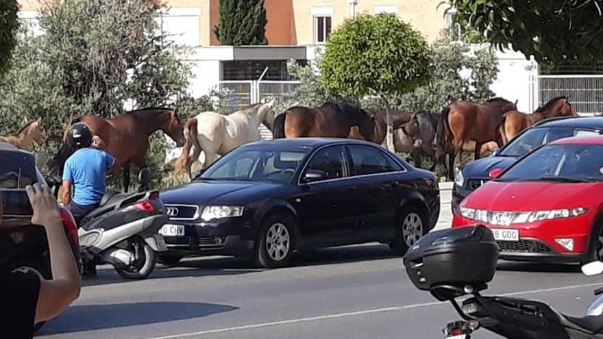 Los caballos paseando esta mañana por las calles de Petrer