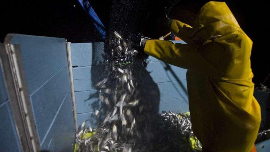 Un marinero trabaja con sardina el pasado año durante el inicio de la campaña del cerco. // Iñaki Abella