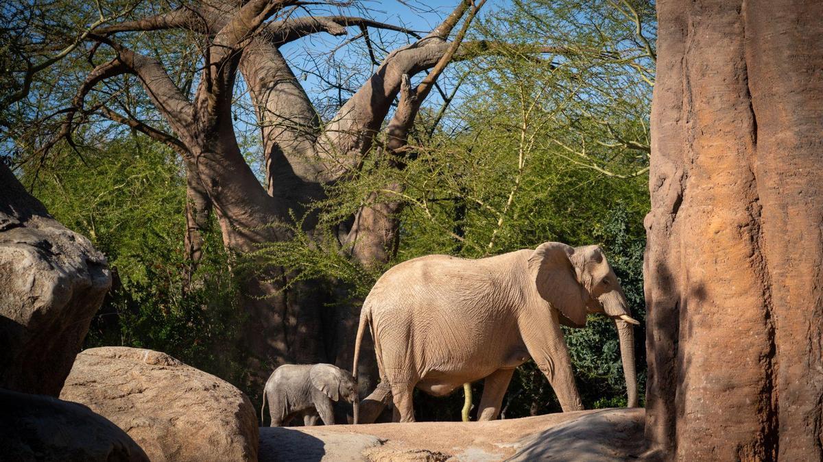 Las crías de elefantes cautivan a los visitantes de Bioparc Valencia.