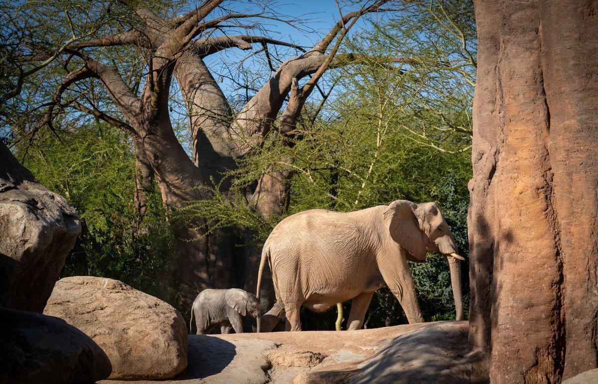 Las crías de elefantes cautivan a los visitantes de Bioparc Valencia.