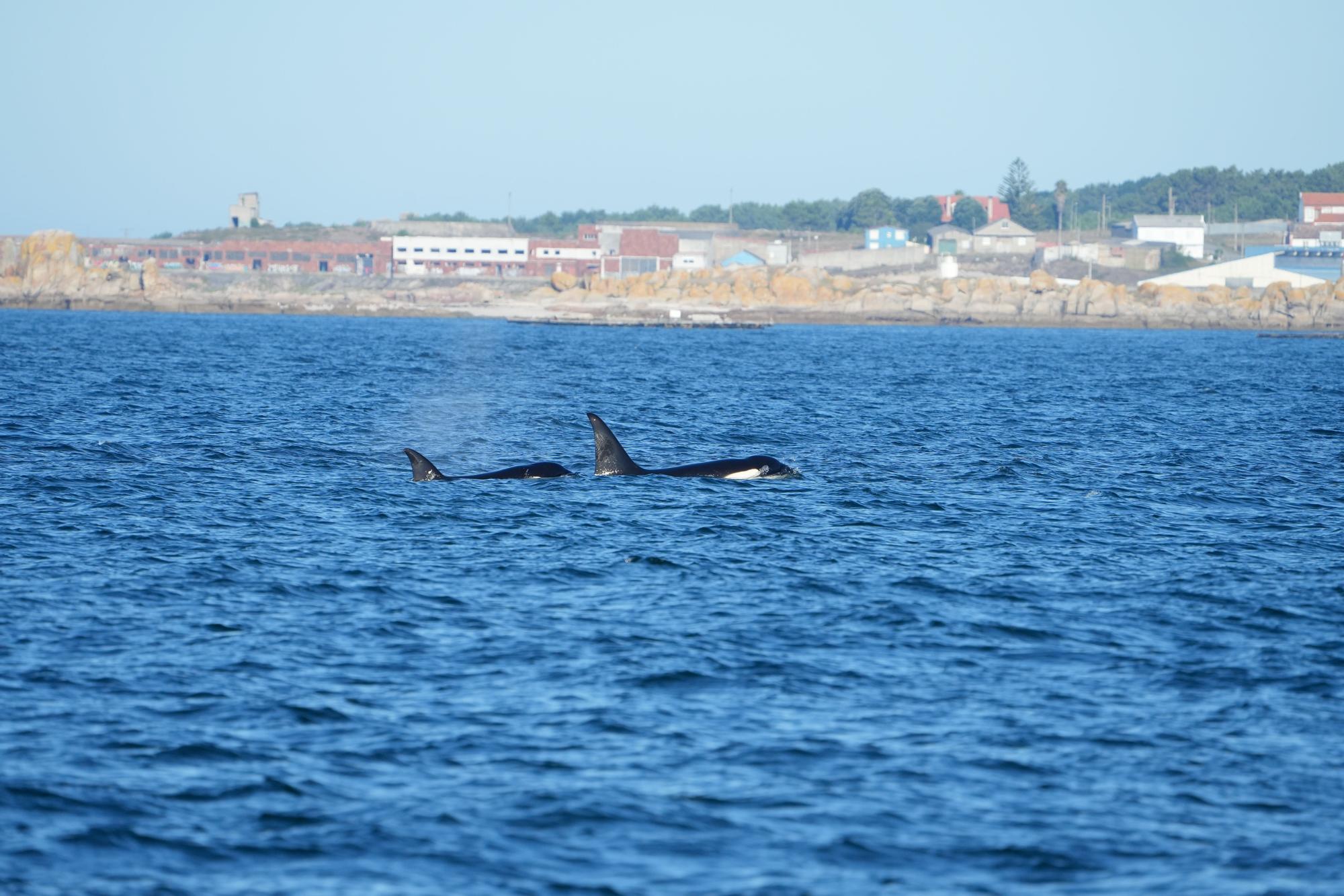 Orcas fotografiadas desde el barco pesquero rehabilitado "Chasula" en aguas de la ría de Arousa. El 20 de agosto de 2023 a la altura de Rúa, Sálvora y la costa de Castiñeiras y Aguiño, en el Concello de Ribeira.