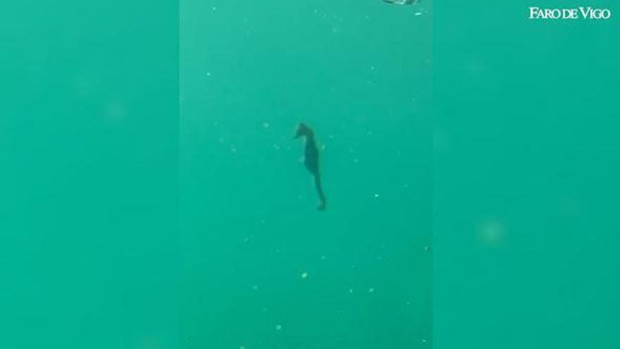 Un inesperado visitante curiosea desde el fondo el visor submarino de A Laxe