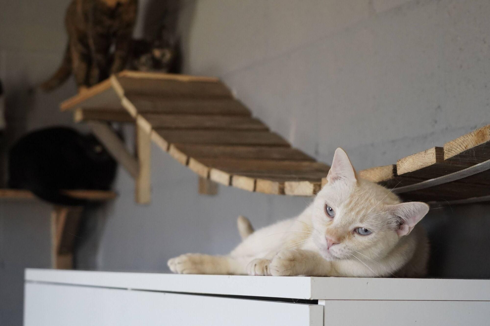 Visita a las instalaciones del nuevo Centro de Protección Animal