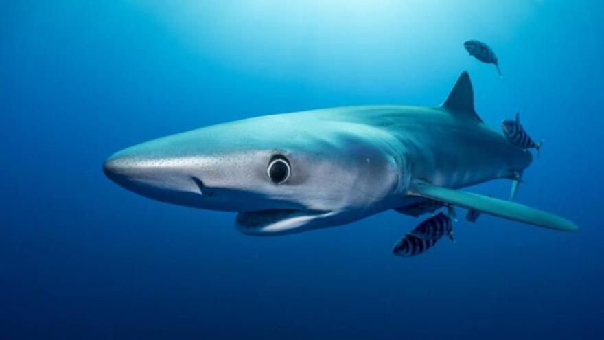 El mundo ha perdido el 71% de sus tiburones desde 1970 por la sobrepesca