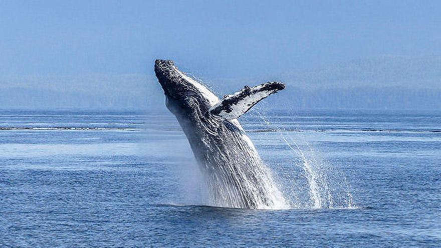 Mi ballena favorita hoy también vota