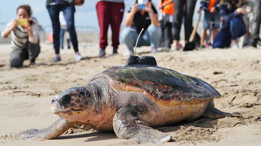 Alliberen dues tortugues babaues amb pèrdua de visió parcial a la platja del Prat després de 12 anys de recuperació