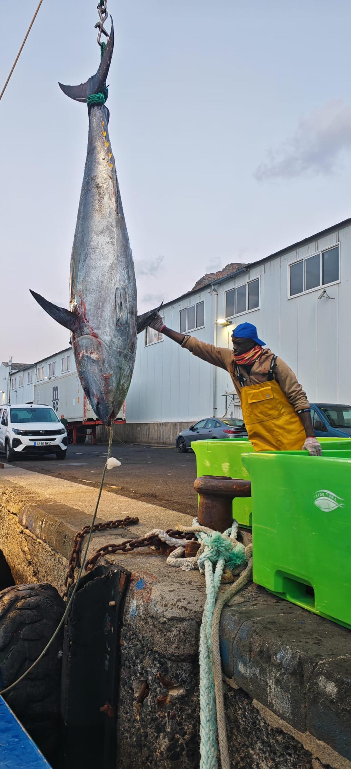 Descarga la mañana de este lunes de uno de los cuatro primeros ejemplares de atún rojo de esta campaña en la Dársena Pesquera del Puerto de Santa Cruz de Tenerife.