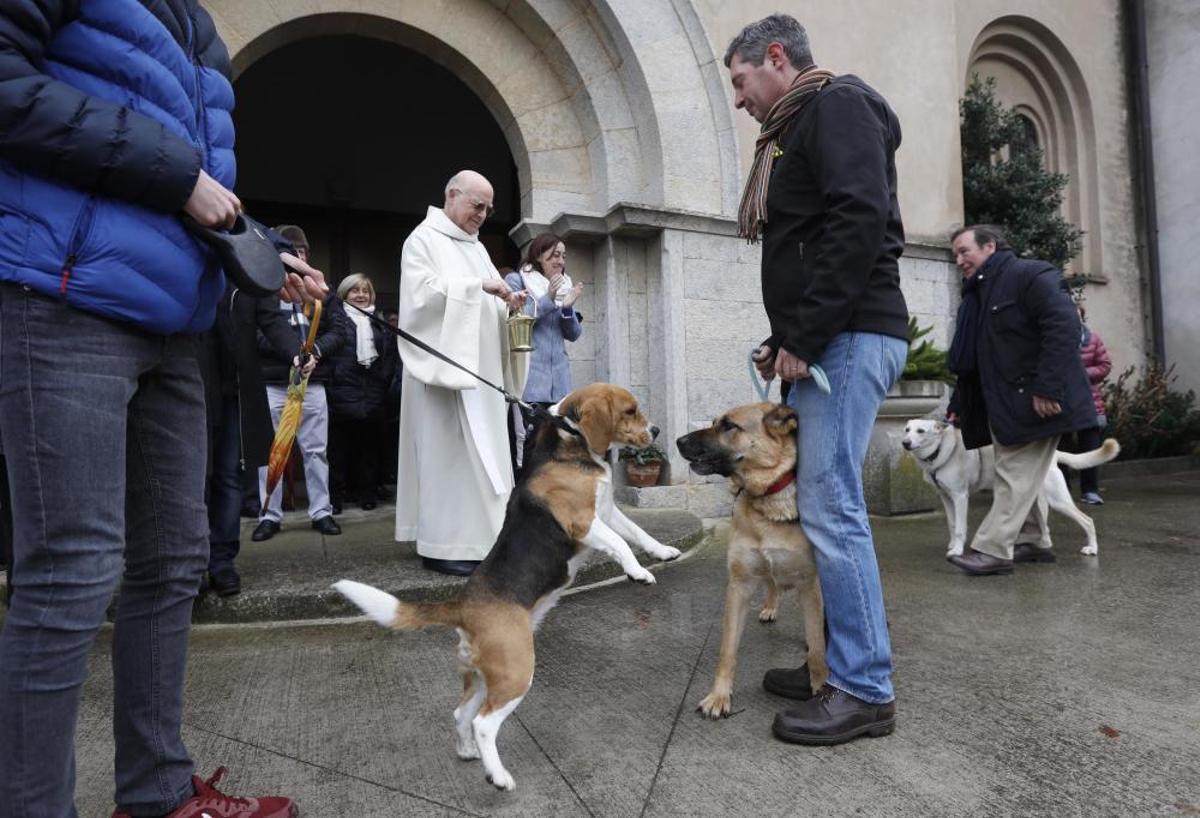 Benedicció dels animals per Sant Antoni a Girona
