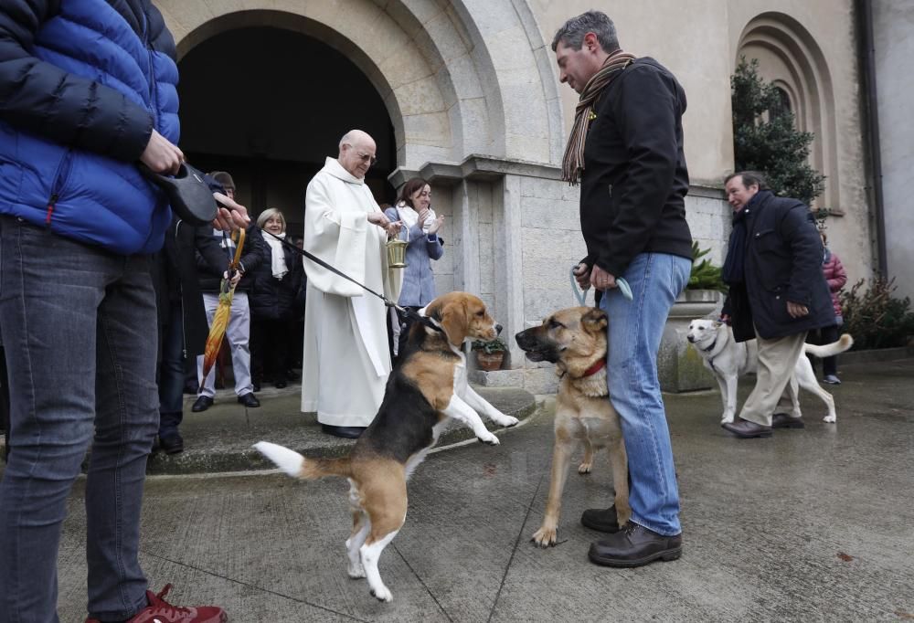 Benedicció dels animals per Sant Antoni a Girona