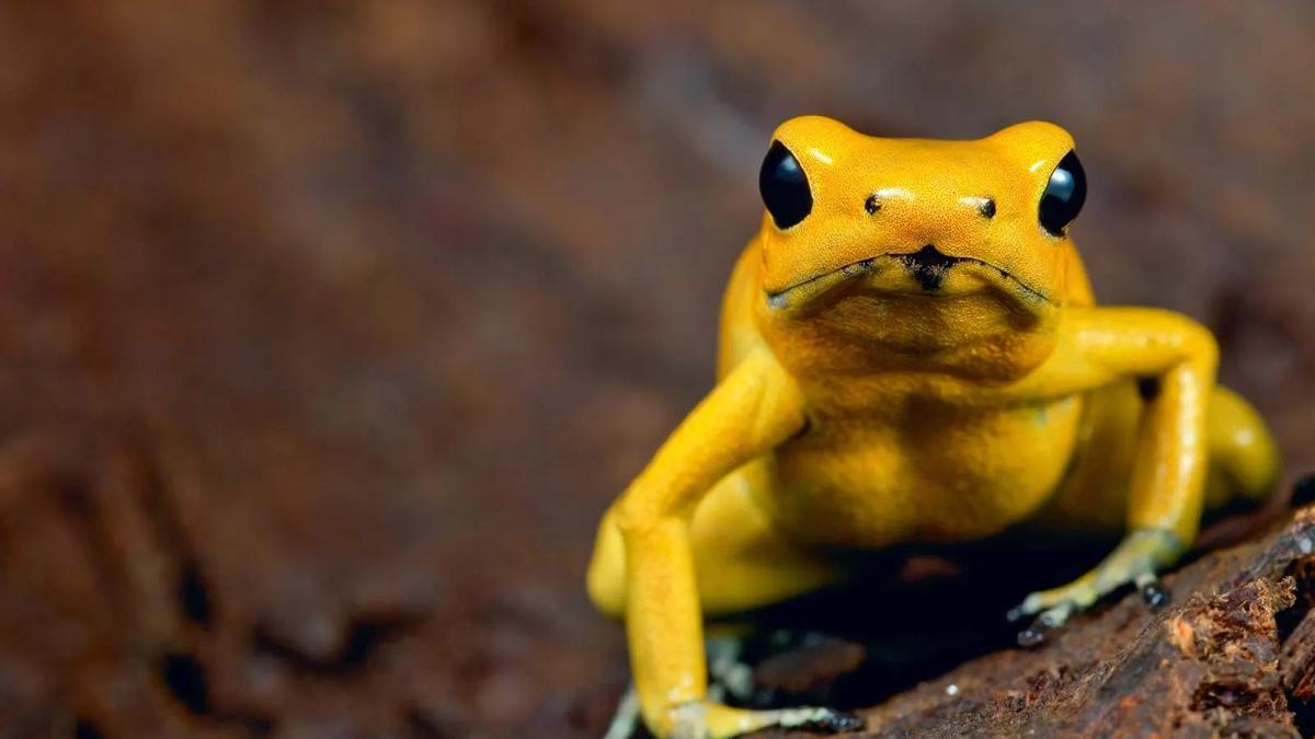 Rana dorada, considerada el animal más venenoso del mundo