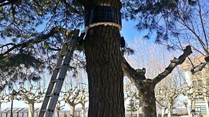 Trampas contra la plaga de procesionaria en La Mota. A. G.