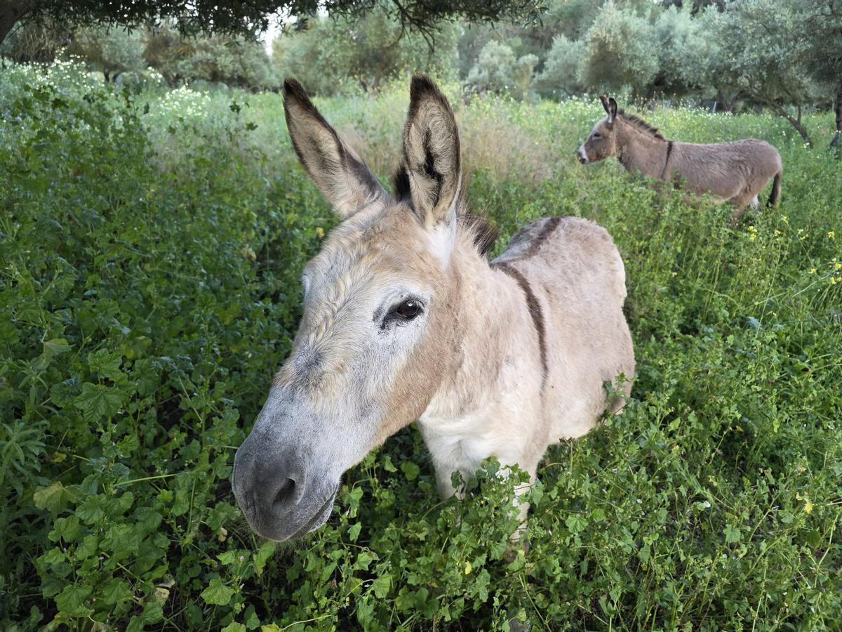 Dos burros en el campo.