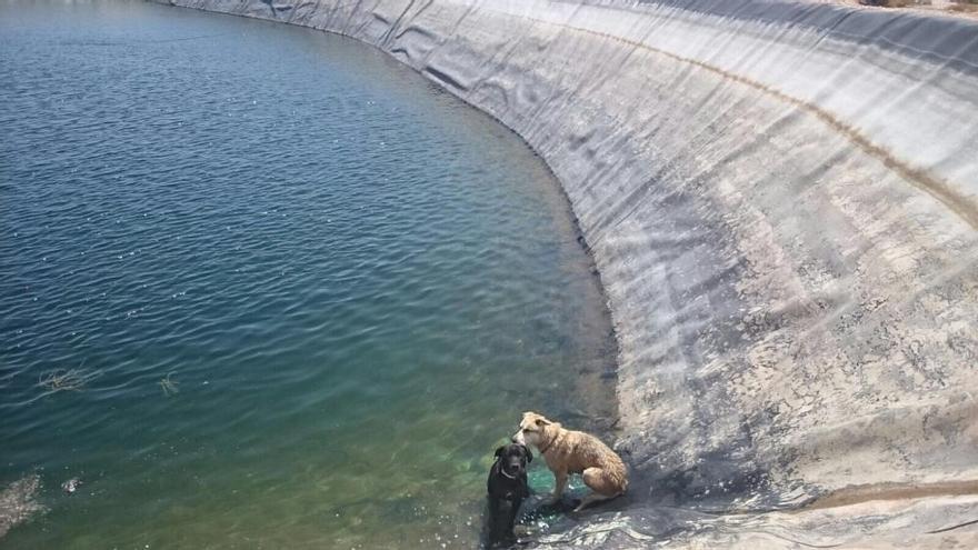 Los bomberos rescatan a dos perros que habían caído a una balsa en Orihuela