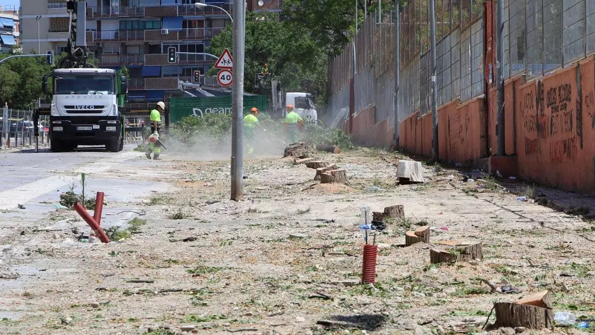 Alicante tala 72 árboles adultos en San Blas