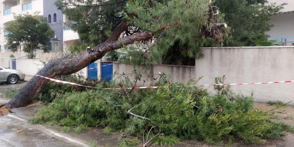 Caída de árboles debido al temporal de lluvia y viento en Torrevieja.