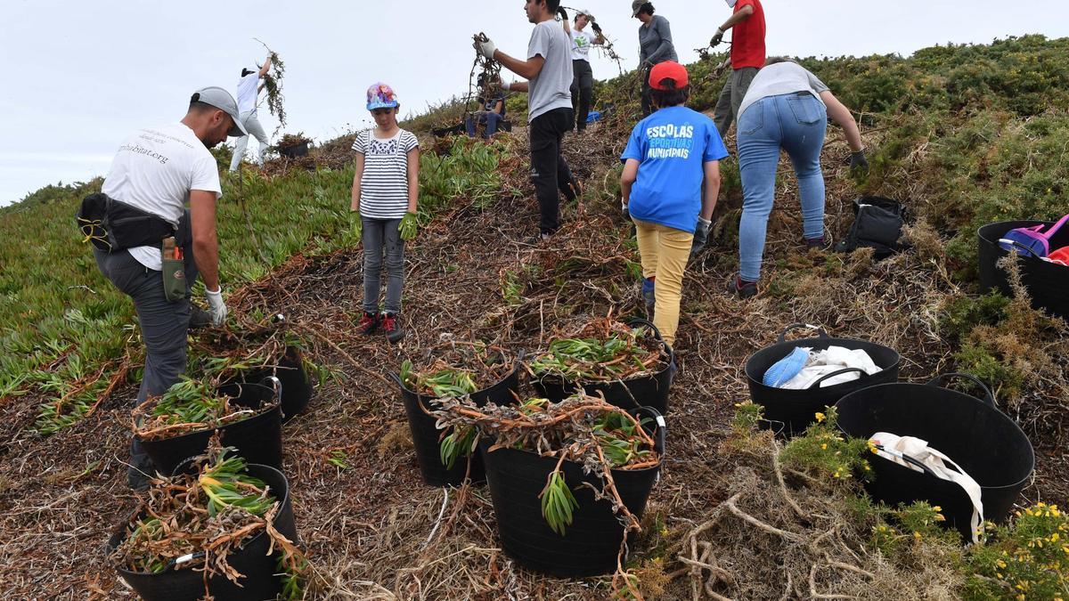 Retirada de uña de gato en el entorno de la Torre de Hércules.