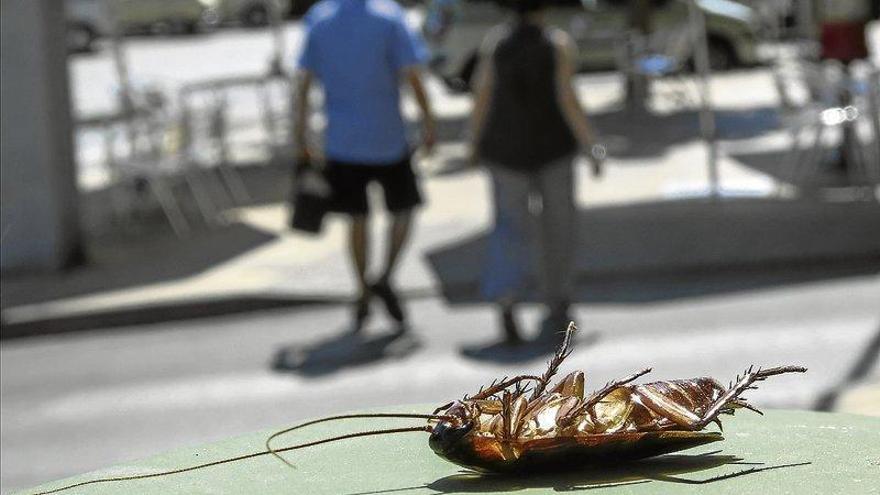 La plaga de cucarachas del Vial se debe a la colonia de gatos