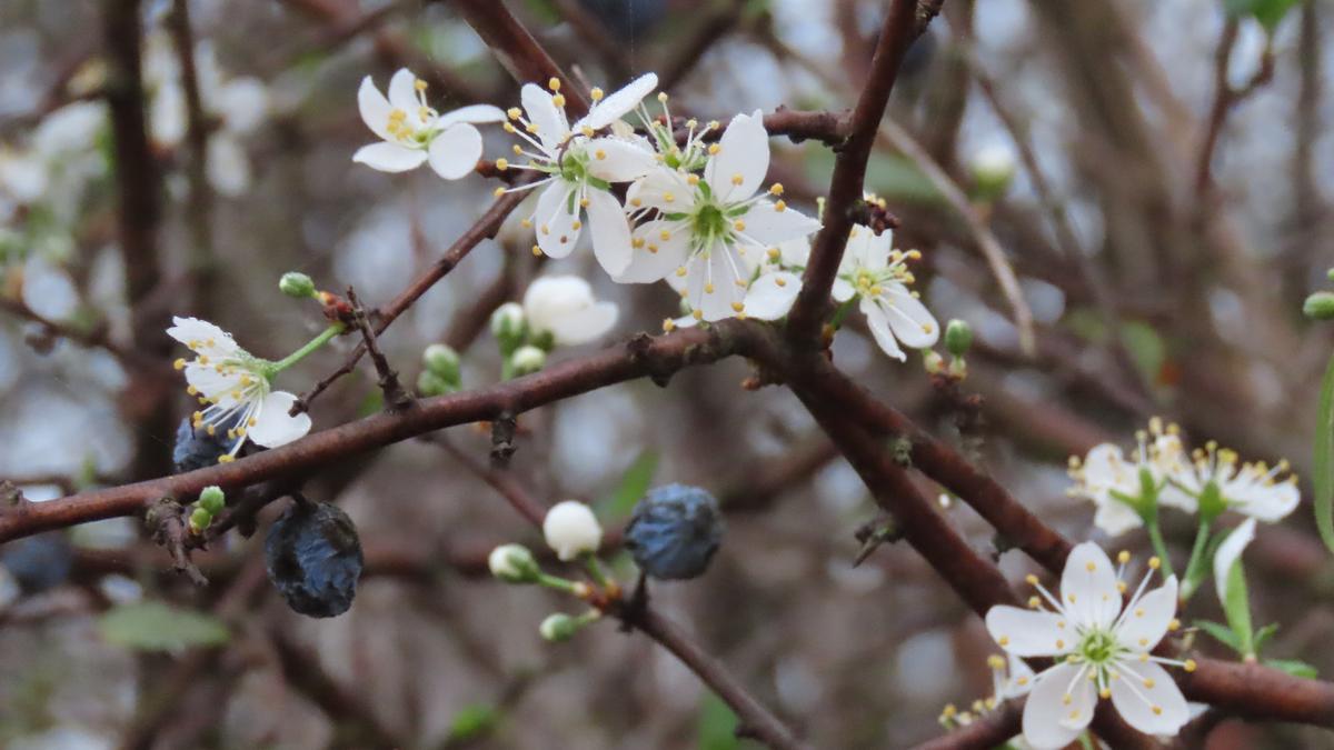 Un aranyoner florit a la Torre de Claramunt (Anoia)