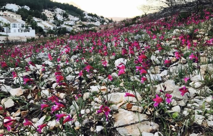 Las flores salpican la Granadella.