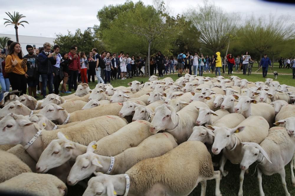 Ovejas y cabras atraviesan el campus