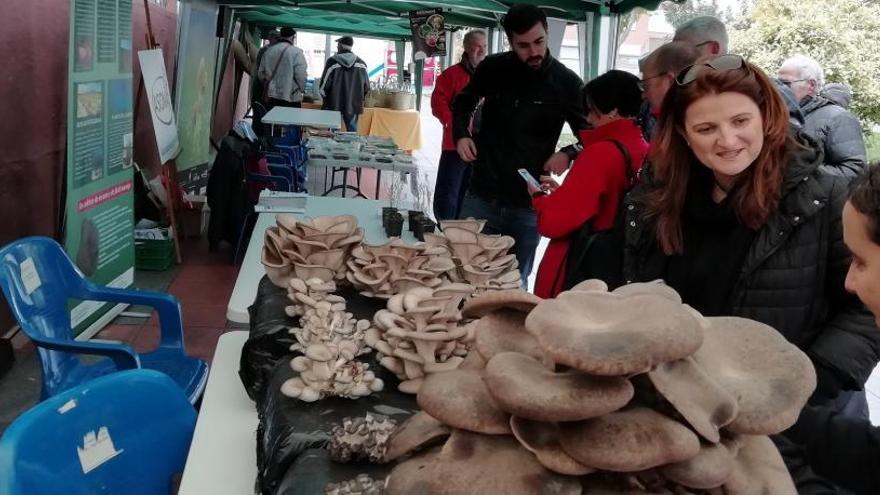 Imagen de la Feria Micológica celebrada en Ibi