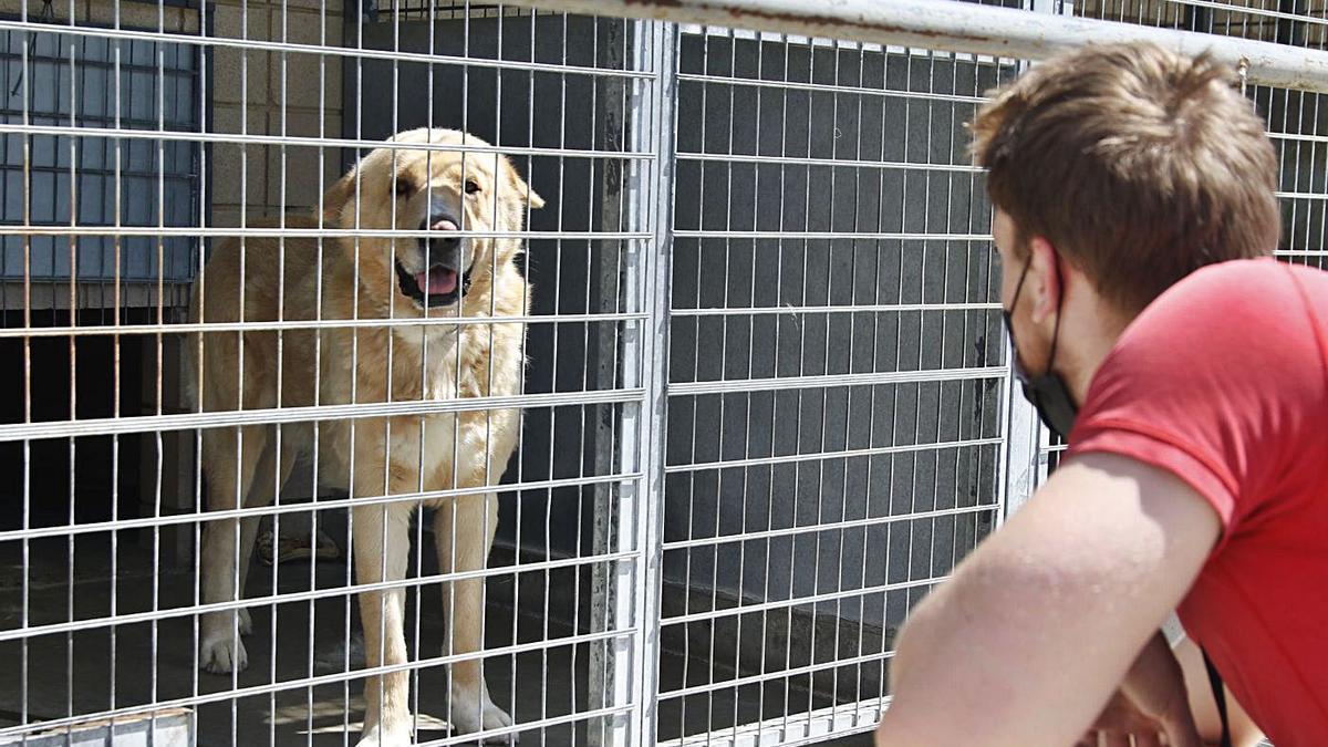 Un joven observa a uno de los perros recogidos en el Centro de Sanidad y Bienestar Animal de Sadeco.