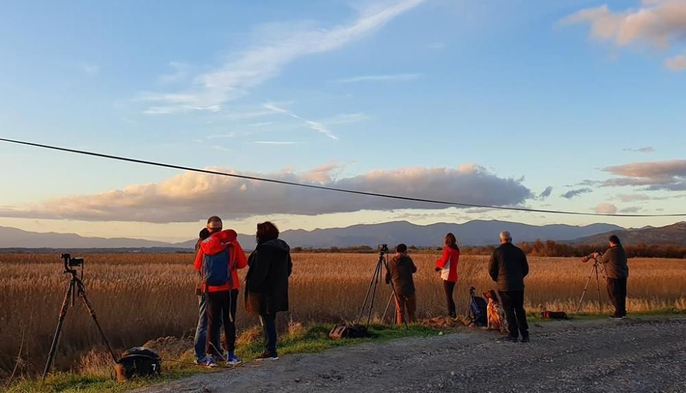 Núvols d'estornells a l'Empordà