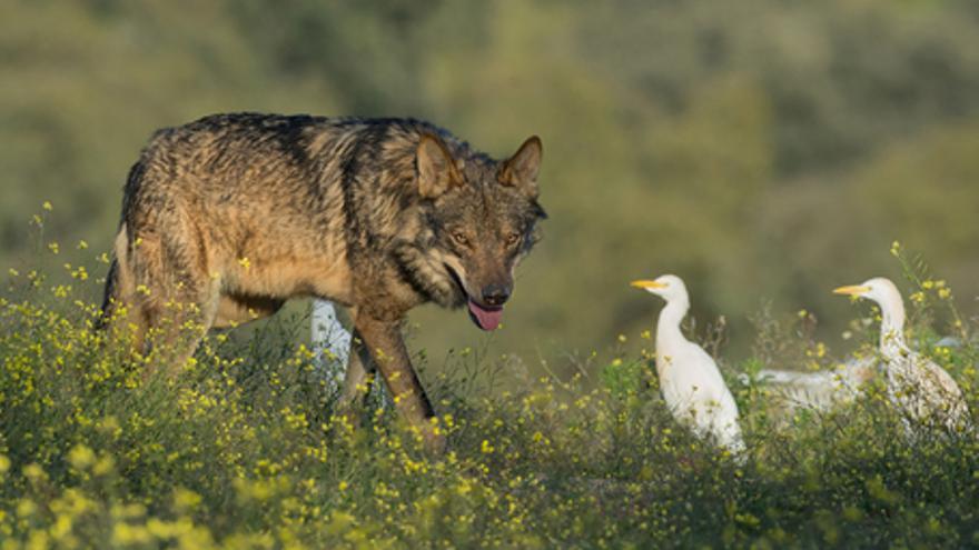 Barbacana, la huella del lobo