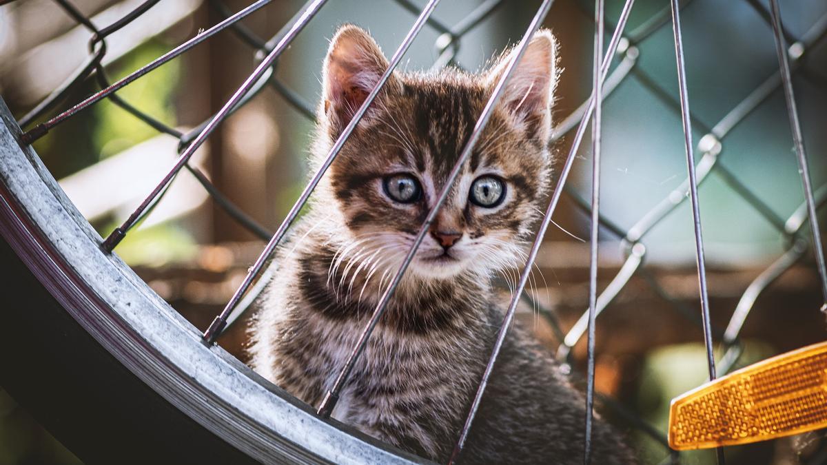 A los gatos no les gusta la falta de espacio.