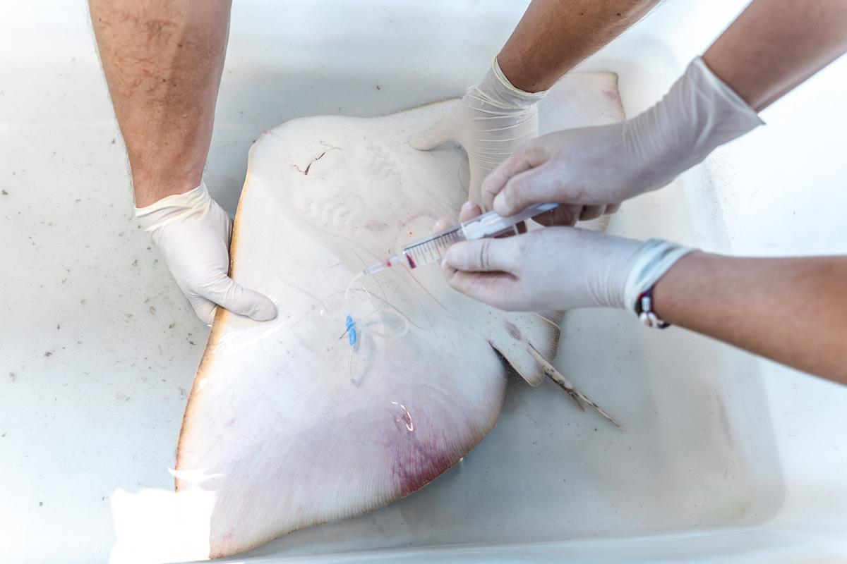 Mantelina Oceanografic
