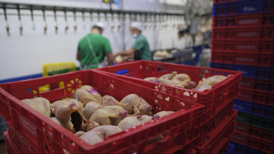 La gripe aviar en Brasil limita la llegada de pollo al Archipiélago