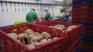 La gripe aviar en Brasil limita la llegada de pollo al Archipiélago