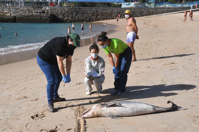 El mar arrastra a San Amaro a una cría de delfín