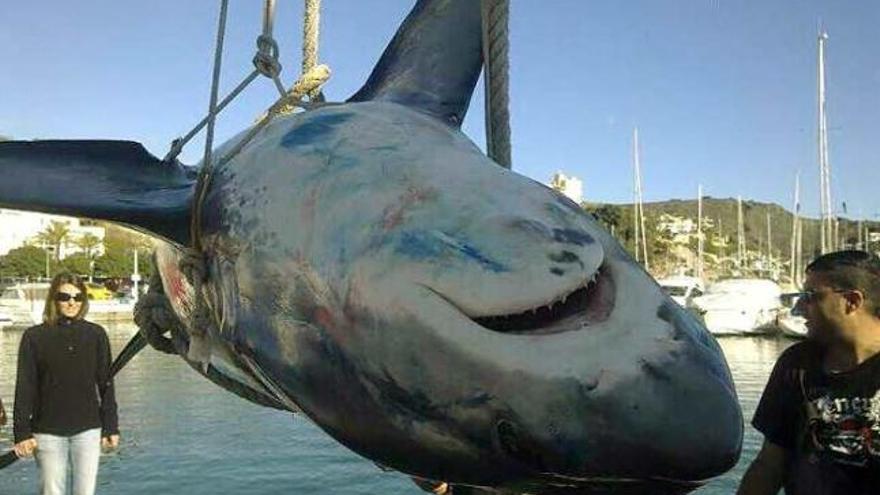 Un pesquero de Moraira atrapa un tiburón zorro