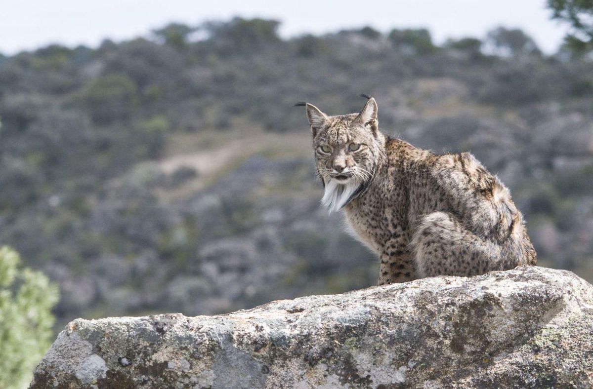 El linx trenca el seu aïllament El linx trenca el seu aïllament