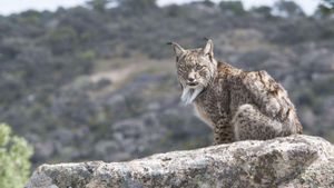 El linx trenca el seu aïllament
