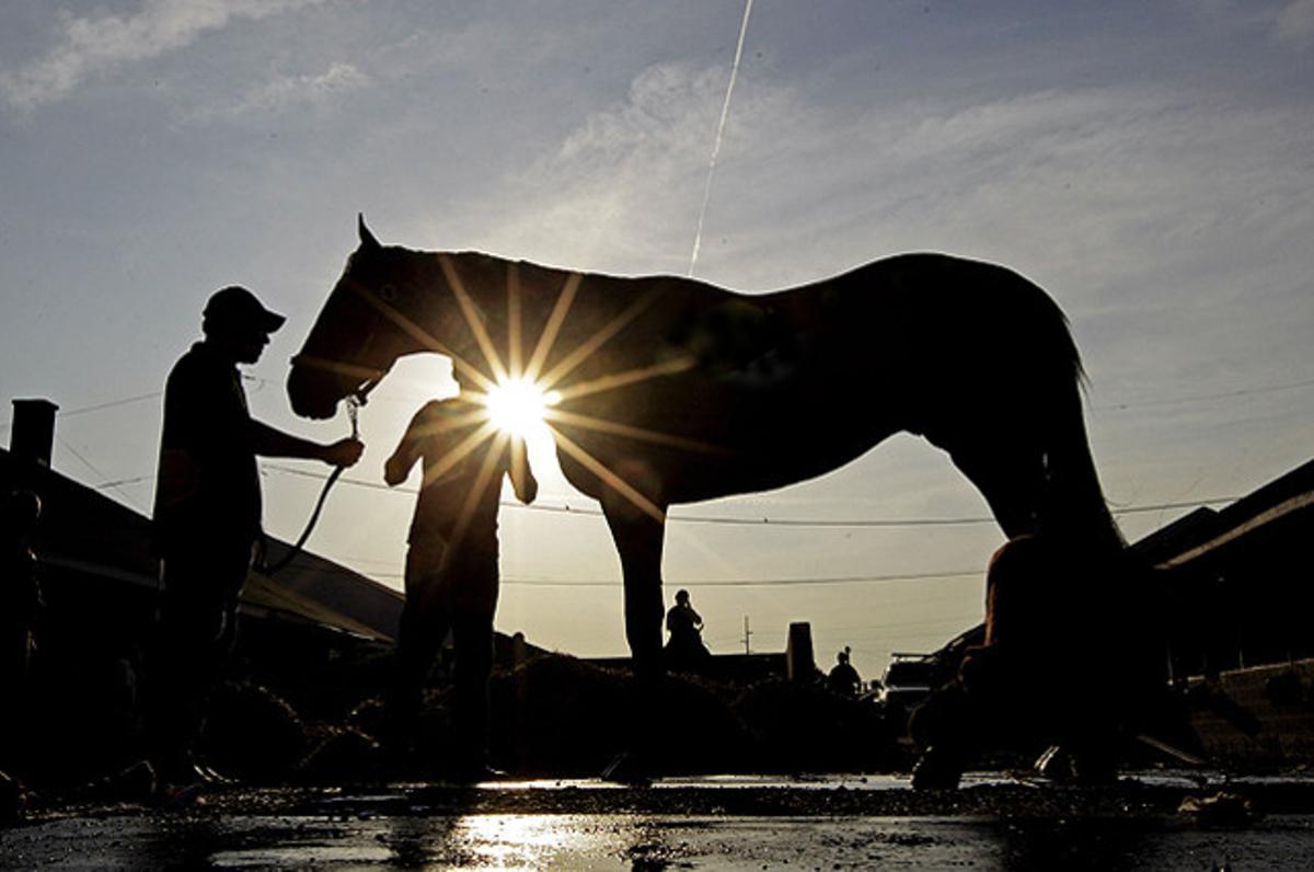 Sabercat, un cavall que participa en la competició Kentucky Derby, rep un bany després d’un entrenament matutí a Louisville (EUA).