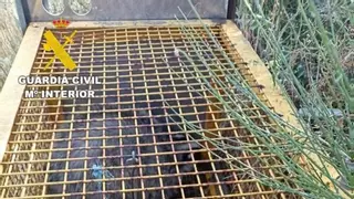 Investigan en Salamanca a un hombre por usar una jaula trampa para cazar animales protegidos