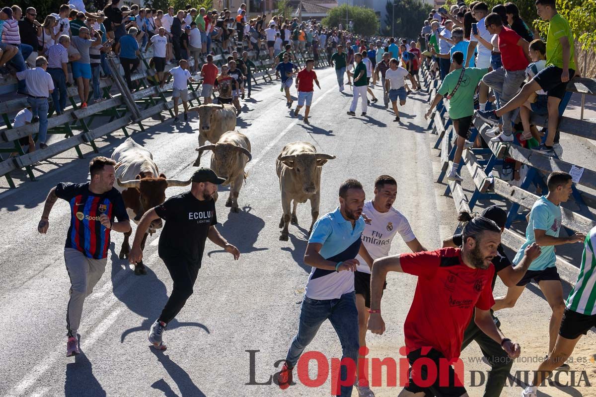 Quinto encierro de la Feria del Arroz de Calasparra