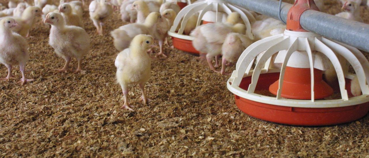 La importación de pollo desde Marruecos, otro golpe para más de 300 granjas extremeñas