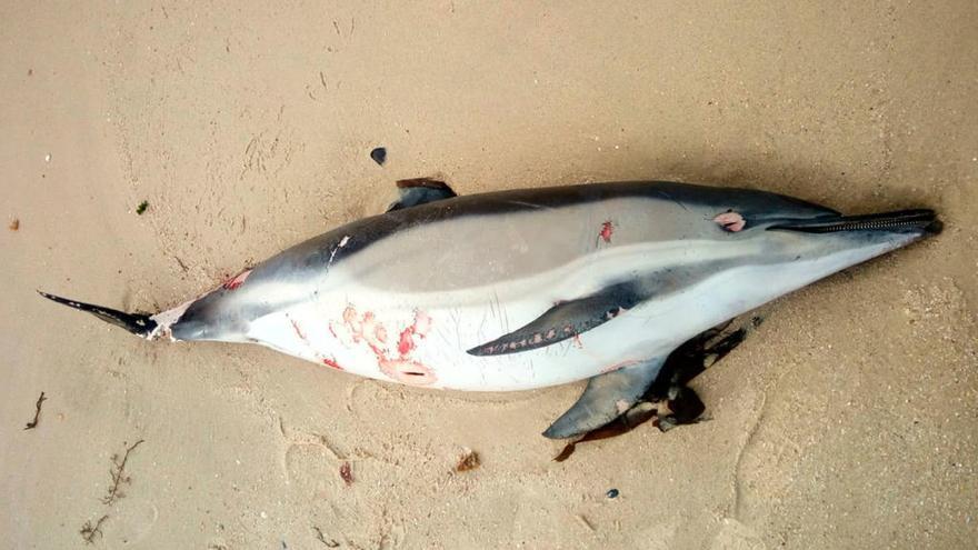 Delfín varado en la playa de Os olmos. // P.L.