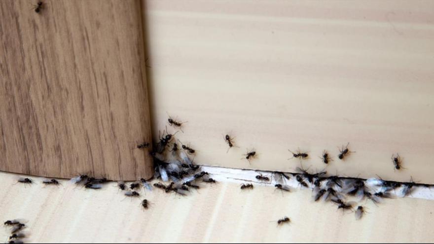 Hormigas en casa: Cómo deshacerse de ellas para siempre con productos caseros